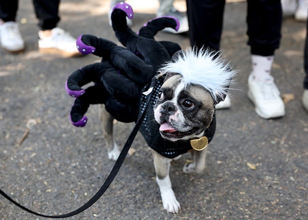 Dogs in costume take part in the 34th Annual Tompkins Square Park Halloween Dog Parade on October 19, 2024 in New York City.