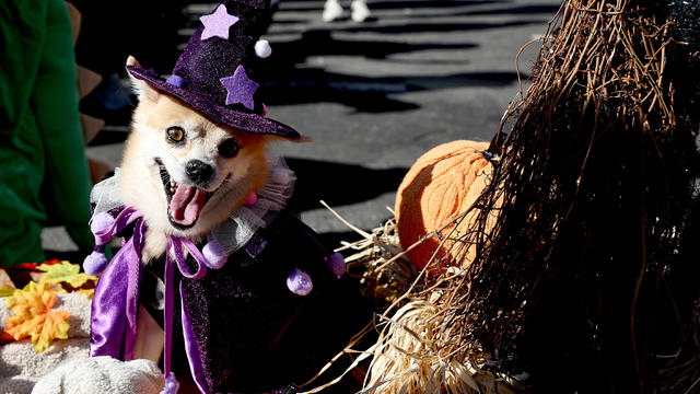 Dogs in costume take part in the 34th Annual Tompkins Square Park Halloween Dog Parade on October 19, 2024 in New York City. 