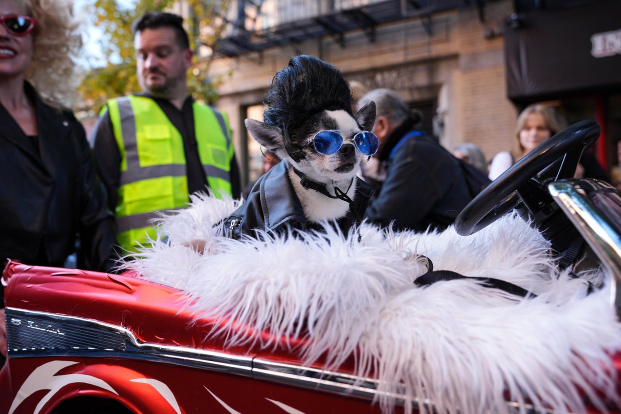 Dogs with costumes compete in the Halloween Dog Parade at Tompkins Square in New York City, United States on October 19, 2024.