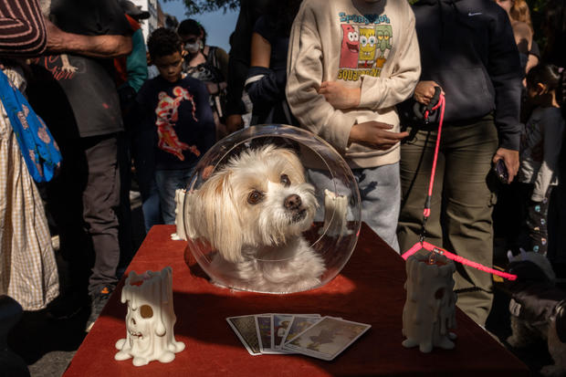 People and their dogs in costume take part in the 34th Annual Tompkins Square Park Halloween Dog Parade in New York City, October 19, 2024. 