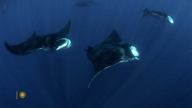 manta-rays-1.jpg 