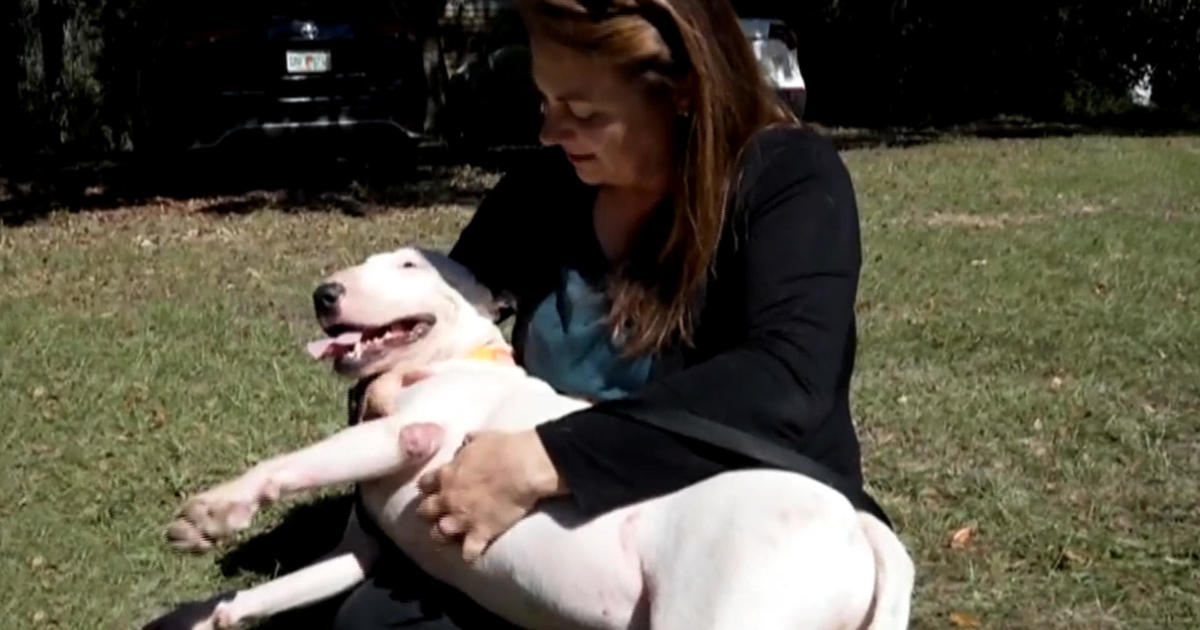 Dog reunites with state trooper who rescued him during Hurricane Milton