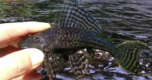 “Invasive Catfish Condos” making homes in Florida waters “Invasive Catfish Condos” making homes in Florida waters