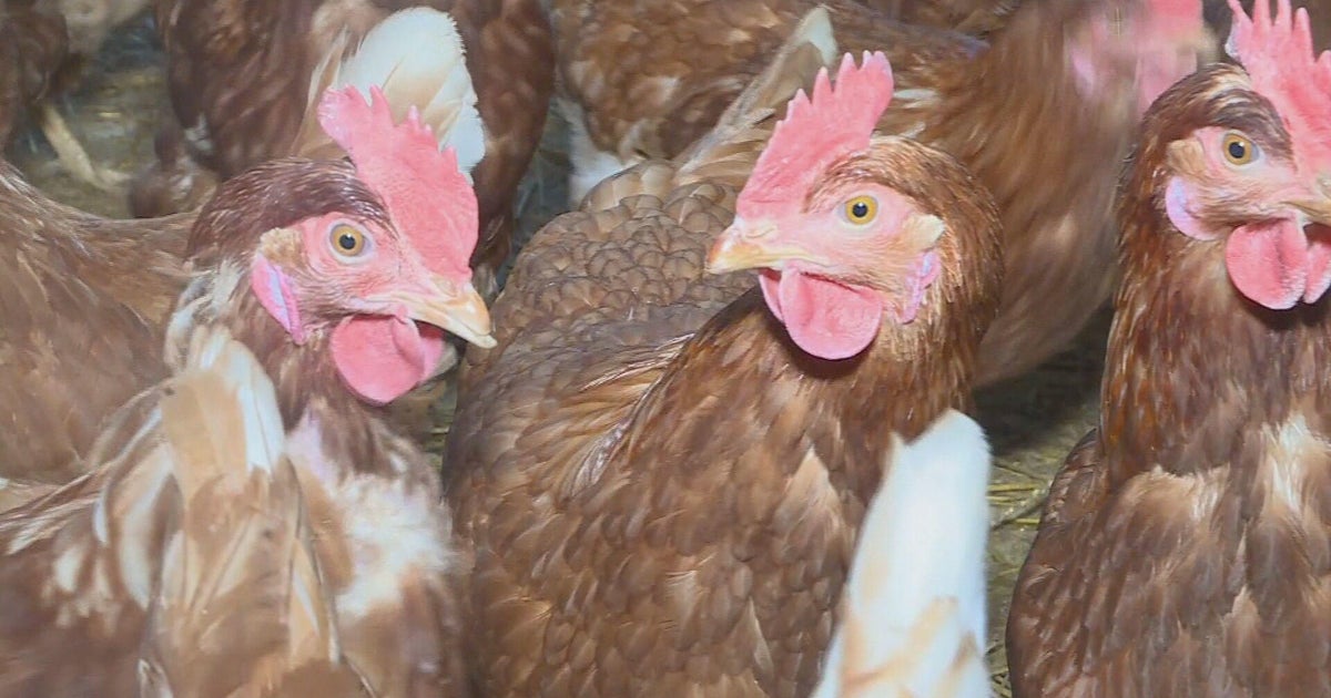 Soaring egg prices drive South Floridians to backyard chicken farming