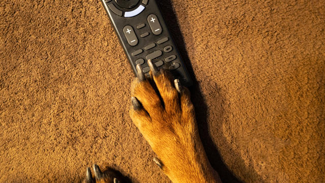 Dog watching TV with Remote in Paw 