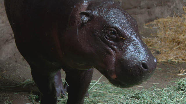 Pygmy hippo Franklin Park Zoo 