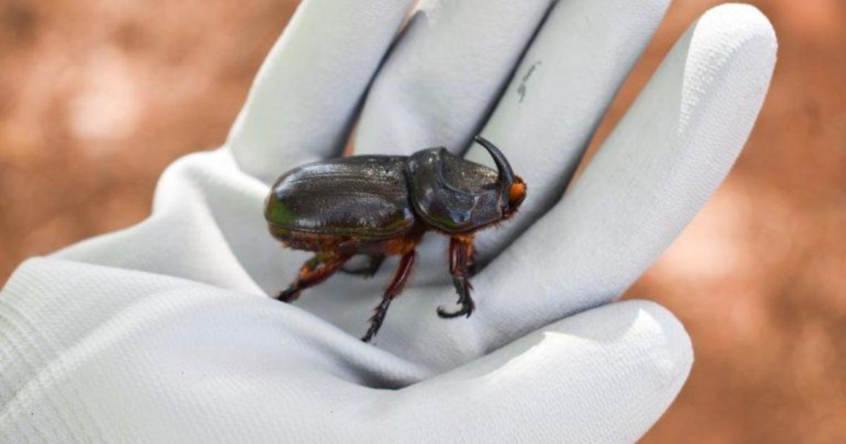 Hawaii races to stop spread of tree-killing rhinoceros beetles, invasive species that can fly 2 miles and lay 140 eggs