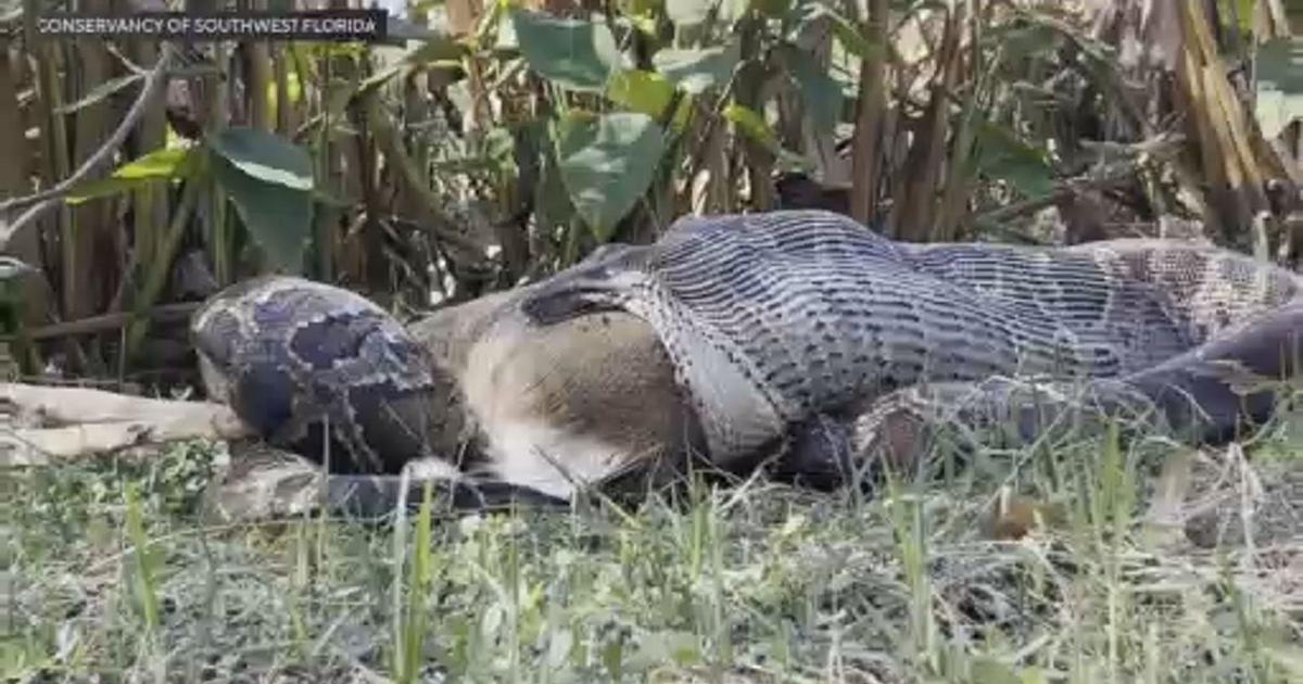 Video of Burmese python eating deer in Florida Everglades serves as dangerous reminder, scientists say