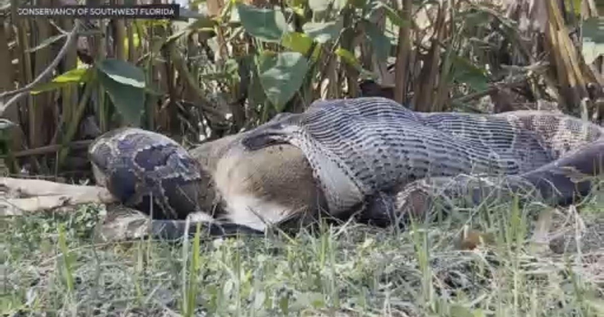 Video of Burmese python eating deer in Florida Everglades serves as dangerous reminder, scientists say Video of Burmese python eating deer in Florida Everglades serves as dangerous reminder, scientists say