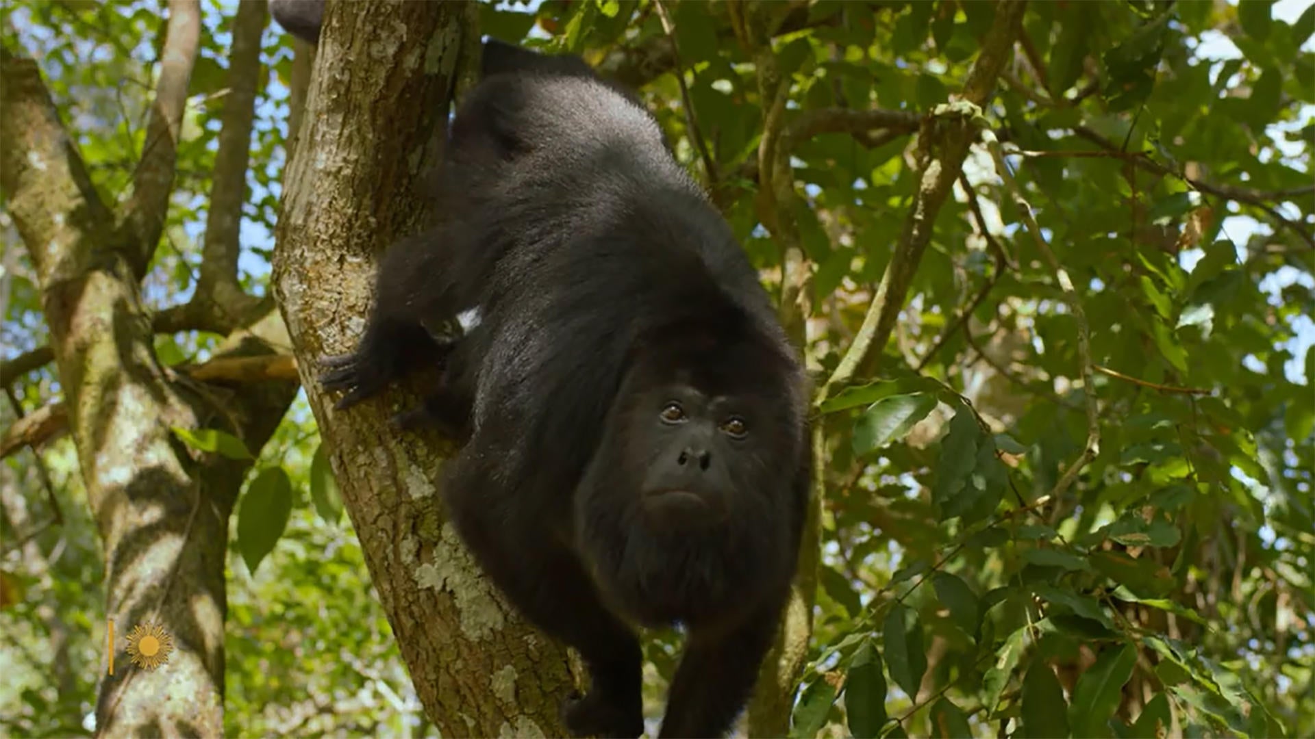 Nature: Howler monkeys in Belize - CBS News