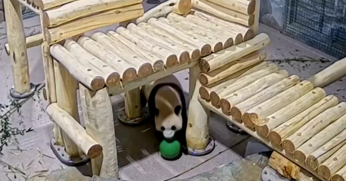 First video of pandas released since arrival in DC