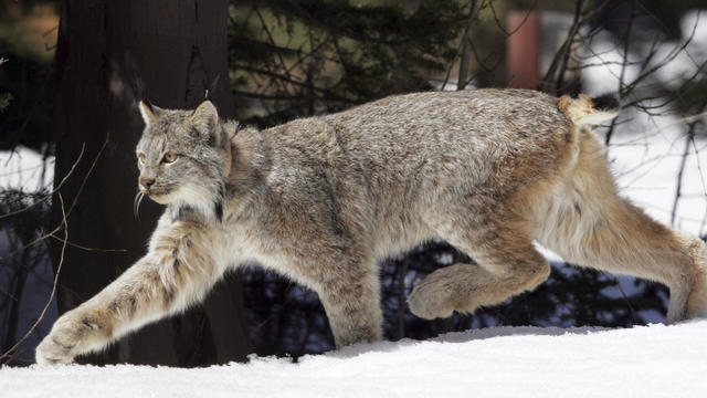 Canada Lynx 