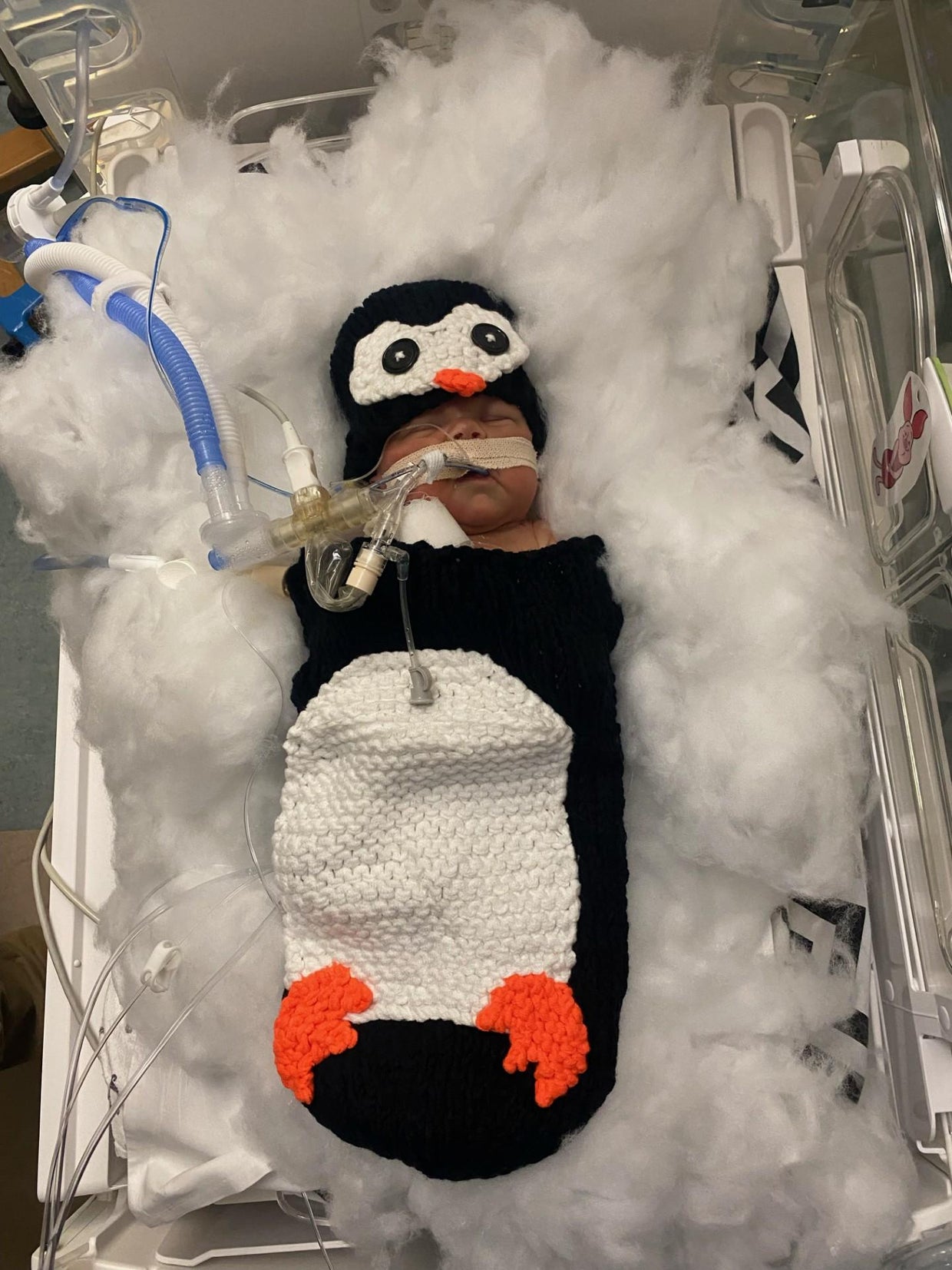 penguin.jpg 