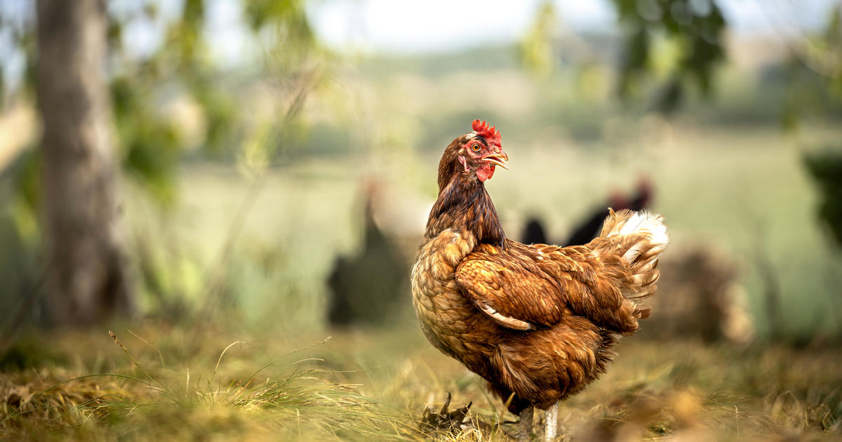 Proposed amendment would allow Detroiters to have ducks, chickens, bees