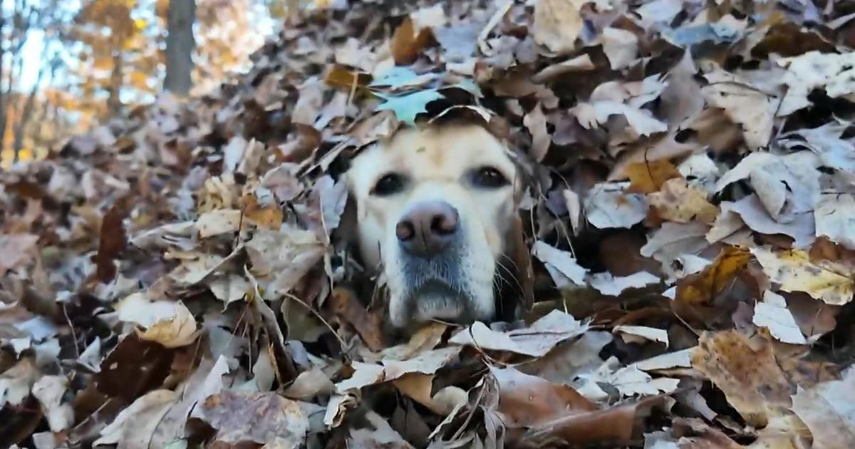 Maine family's dogs spread autumn joy by jumping in leaf piles