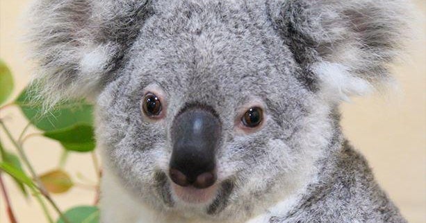 Rinny, Zoo Miami’s 9-year-old female koala, dies Rinny, Zoo Miami’s 9-year-old female koala, dies