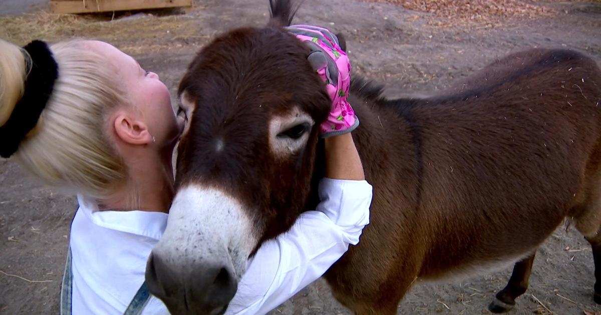 Donkeys build close bonds with people and animals in the Hee-Haw Hallow in New Germany