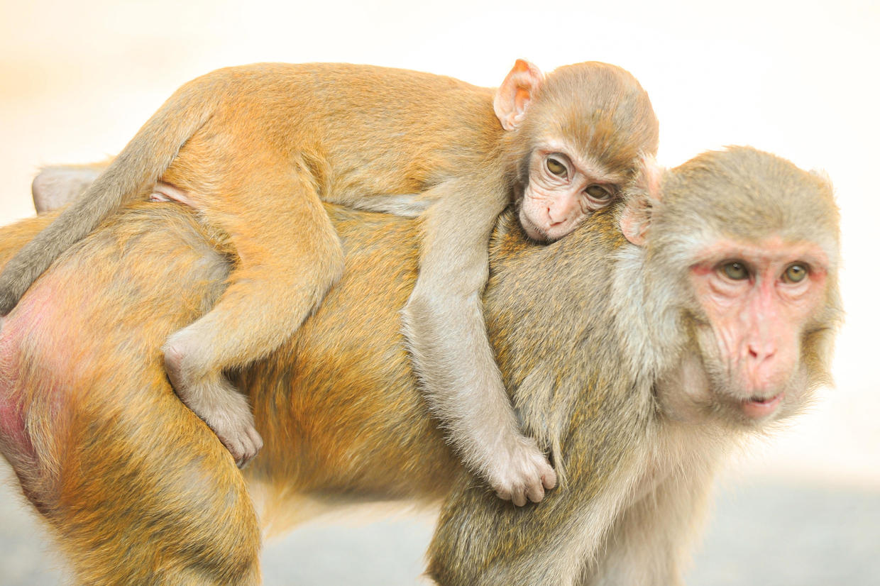 What We Know After 43 Monkeys Escaped From A Research Facility In South ...