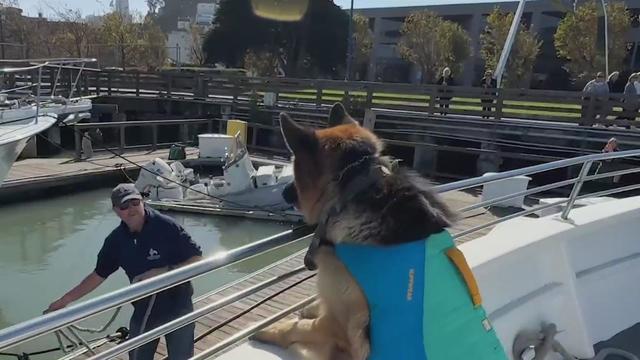 Bear the SF Whale Tours deckhand dog 