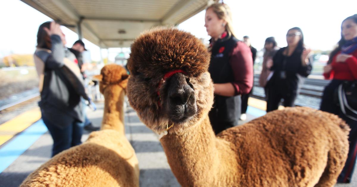 5 Llamas Escape Owner, Go Walking on Utah Train Tracks