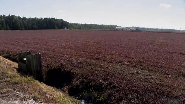 A cranberry farm in New Jersey 