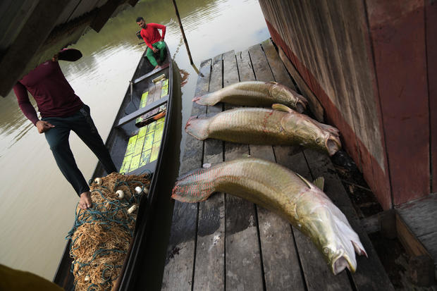 Brazil Amazon Drought Sustainable Fishing 