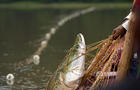 Brazil Amazon Drought Sustainable Fishing 