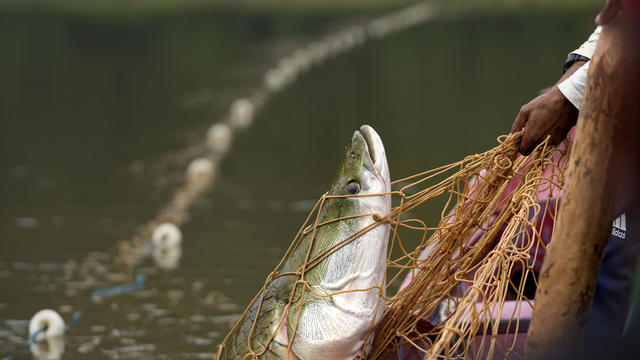 Brazil Amazon Drought Sustainable Fishing 