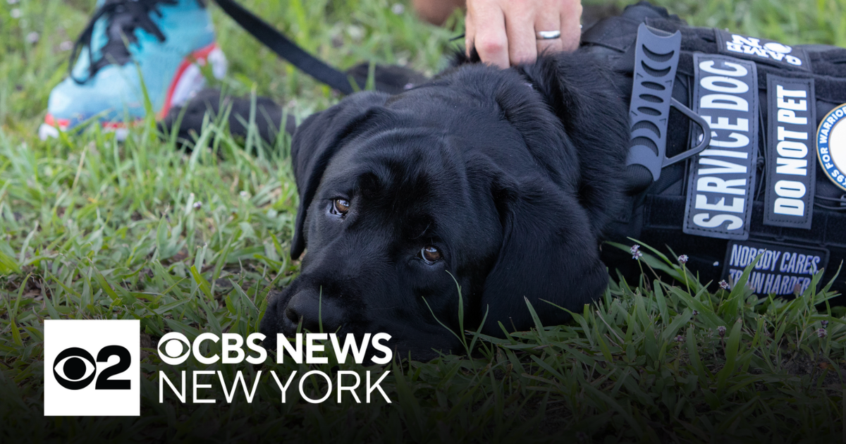 K9's helping veterans heal their trauma - CBS New York