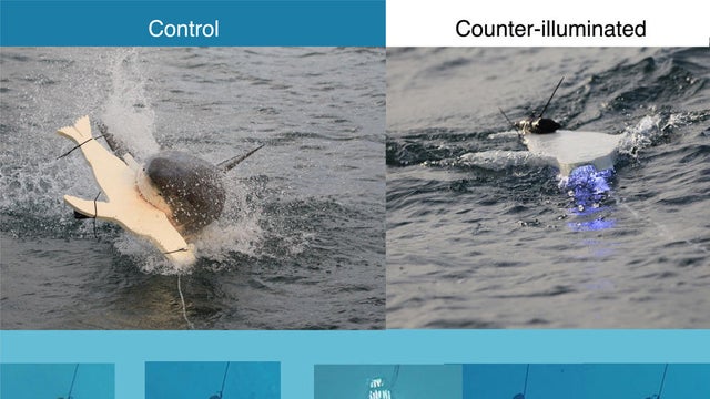 shark-study-fx1-lrg.jpg