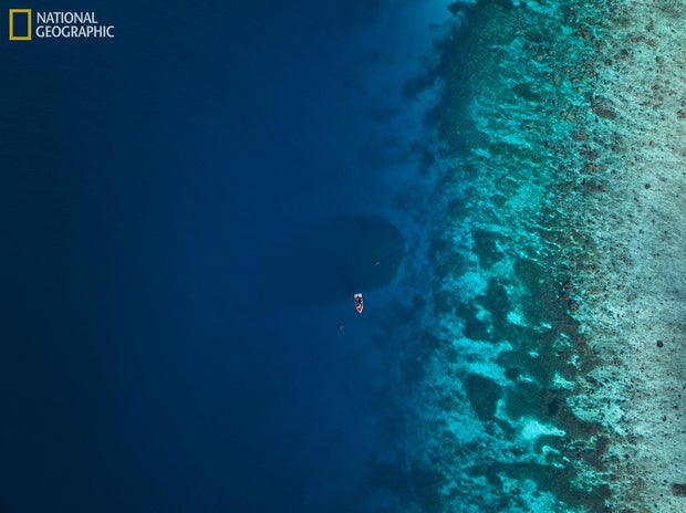 solomons-coral-largest.jpg