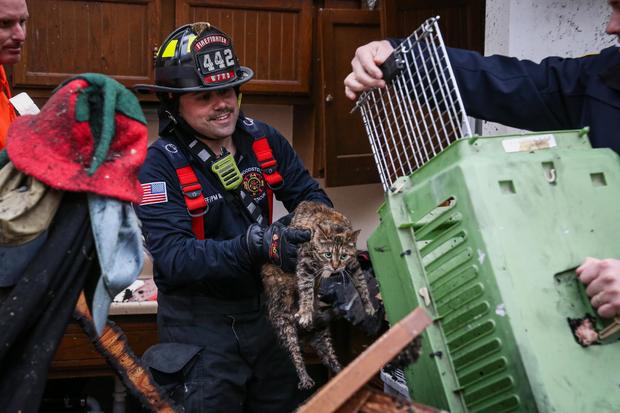 woodstock-fire-cat-rescue-1.jpg 