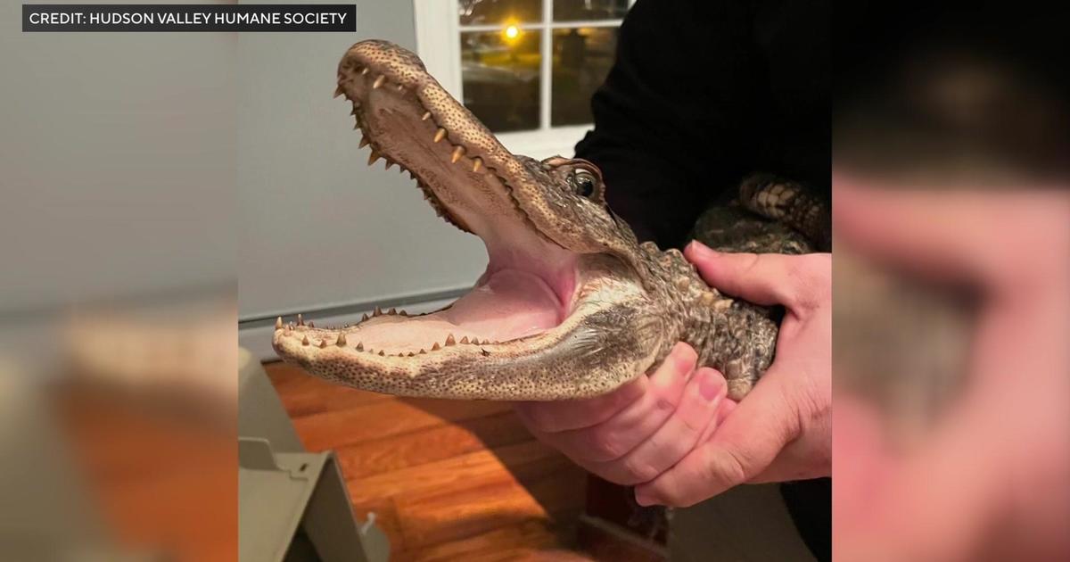 Alligator found in New York creek “in fair condition” at humane society