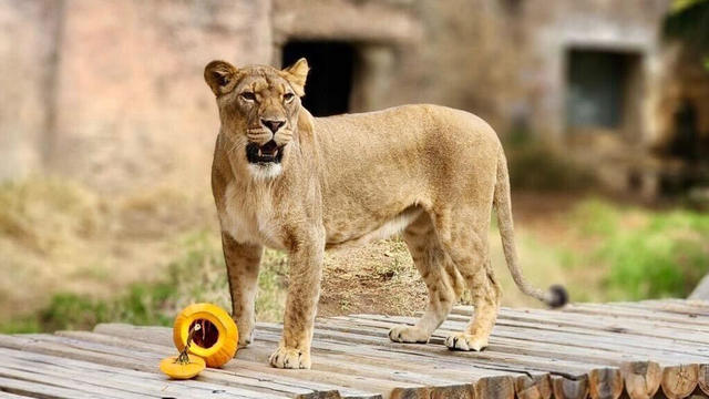 binti-sacramento-zoo.jpg 