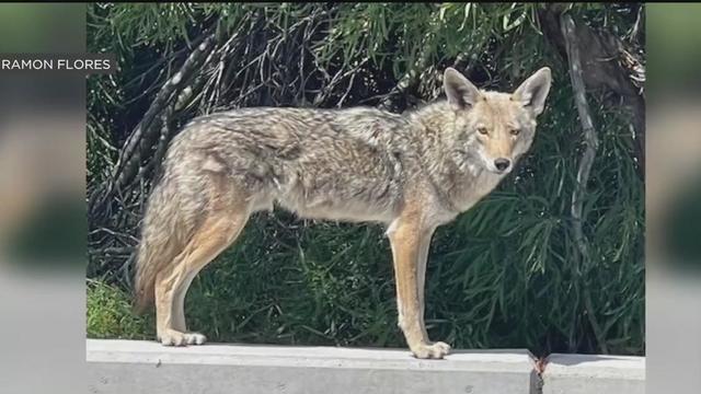 Foster City coyote 