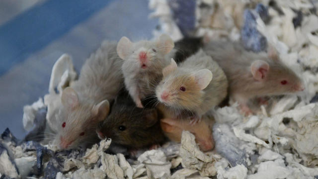 bunch-of-mice.jpg 