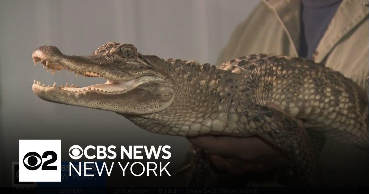 Stray alligator found in New York creek - CBS New York