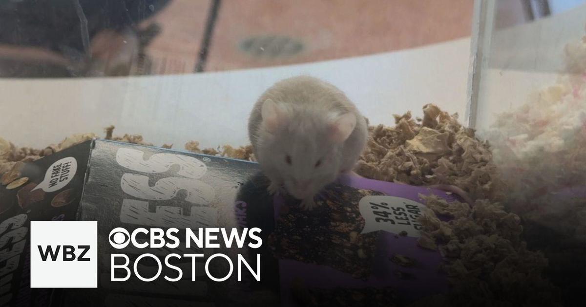 New Hampshire animal shelter has hundreds of mice for adoption