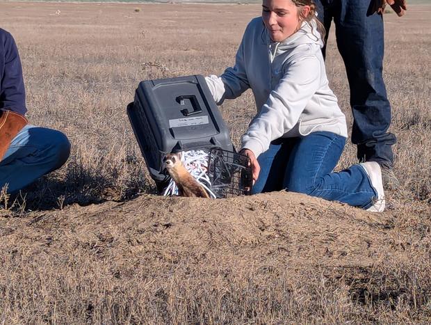 ferrets-released-on-ranch-pic1-cpw-se-region-tweet.jpg 