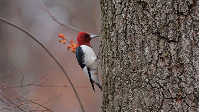 read-headed-woodpecker-2.jpg 