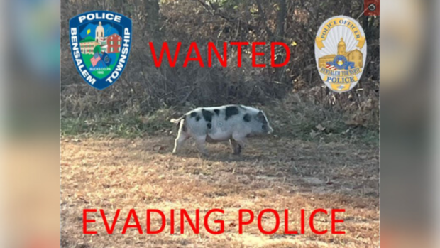 Runaway pig wanted by Bensalem Police 