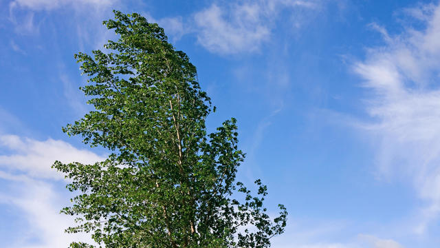 Poplar Tree Blowing in the Wind 