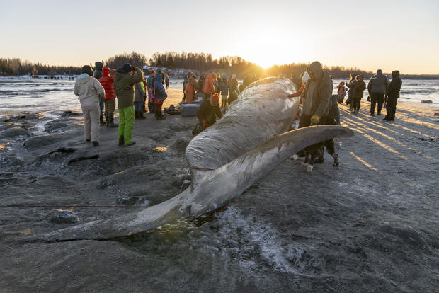 Gigantic fin whale washed up on Alaska's shore 