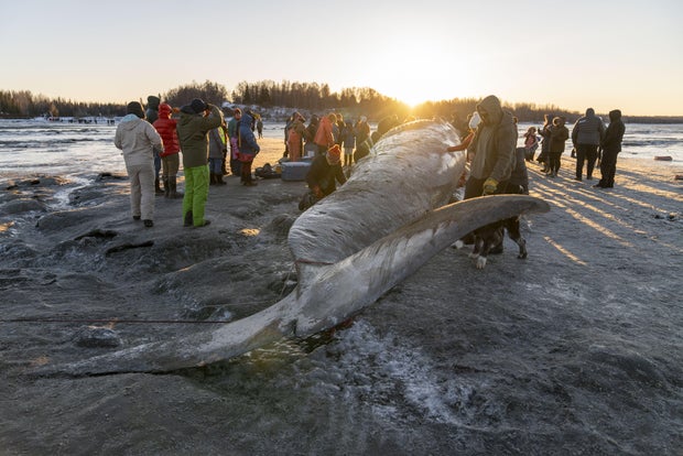 Gigantic fin whale washed up on Alaska's shore
