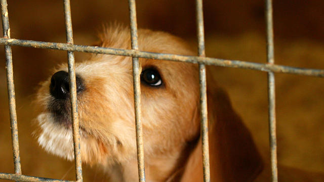 Cute Terrier Mixed Breed Puppy in a Cage 