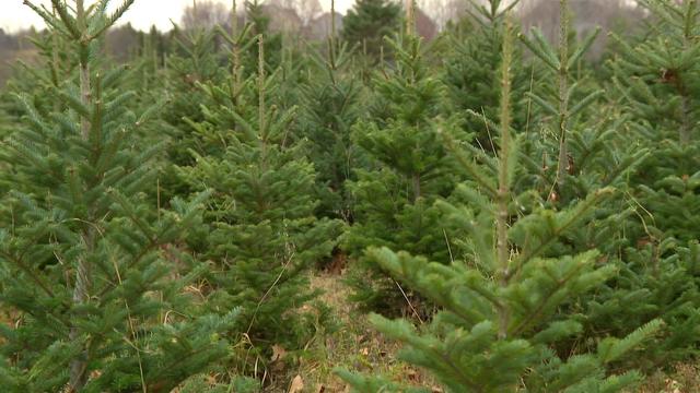 10p-pkg-gq-xmas-trees-d-wcco6j11.jpg 