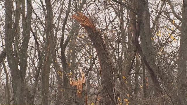 kdka-sewickley-beaver-street-tree-down.png 