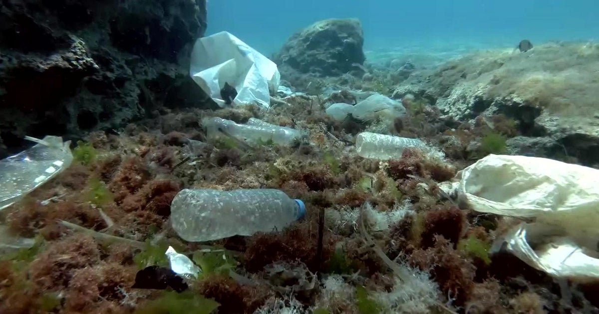 Miami-Dade County expands ban on single-use plastics following Zoo Miami’s lead Miami-Dade County expands ban on single-use plastics following Zoo Miami’s lead