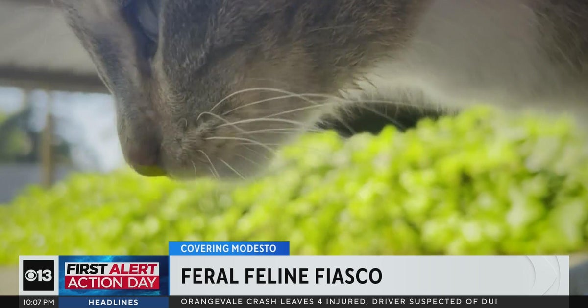 Modesto city leaders meet with residents to discuss feral cats