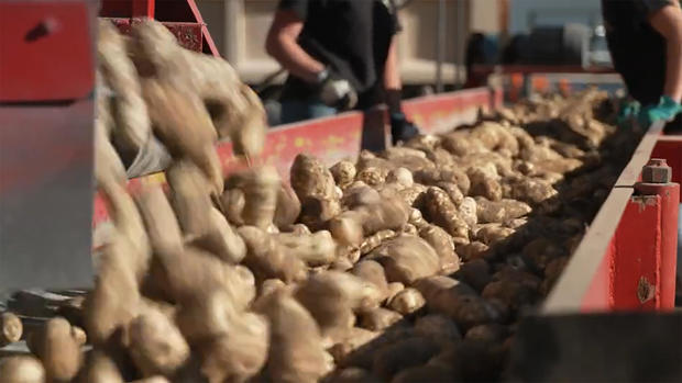 spud-break-conveyor-belt.jpg 